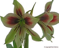 Hippeastrum - Amaryllis "Papilio"