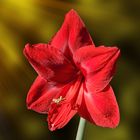 Hippeastrum