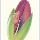 Hippeastrum