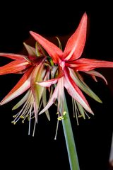 Hippeastrum cybister "Sumatra"