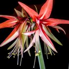 Hippeastrum cybister "Sumatra"