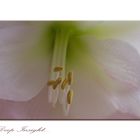 Hippeastrum ~ Deep Insight...