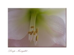 Hippeastrum ~ Deep Insight...