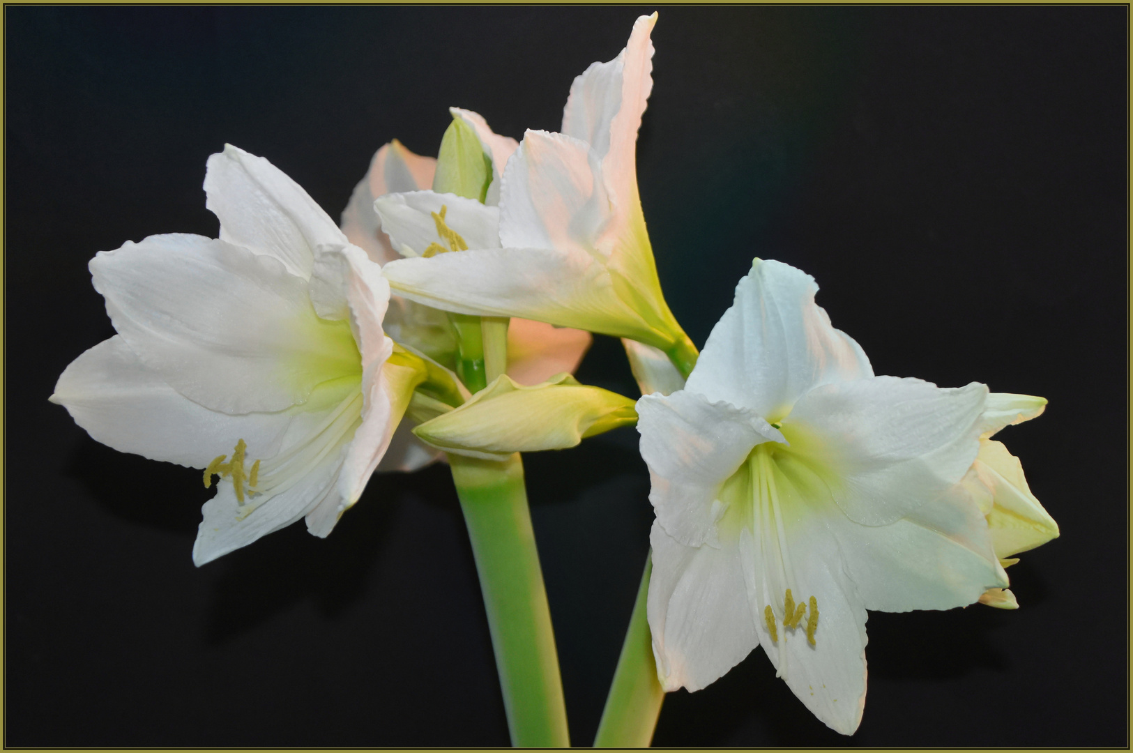 Hippeastrum „Denver“