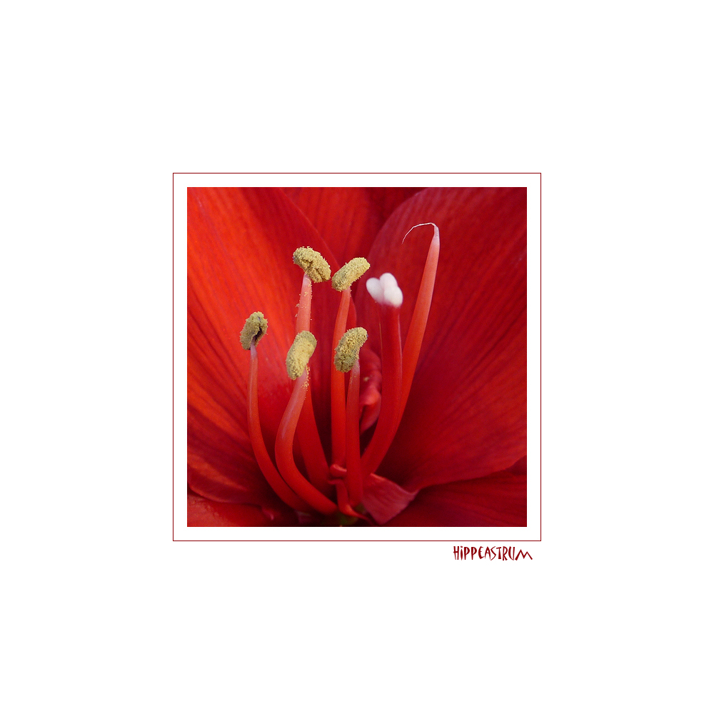 . hippeastrum .