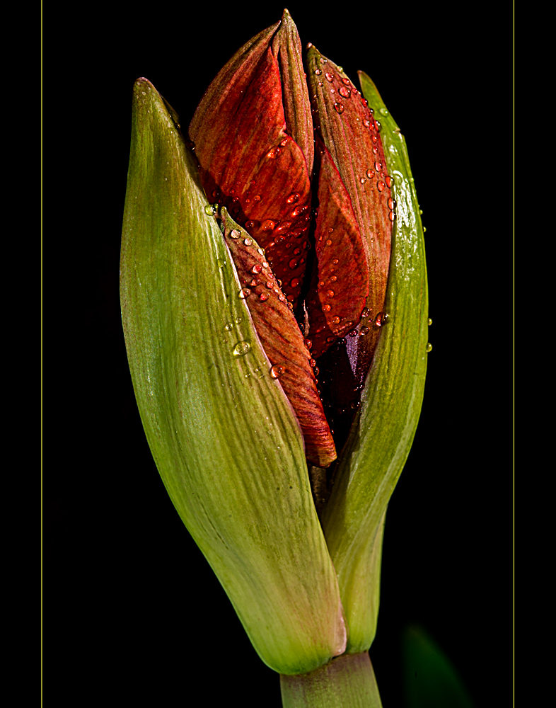 Hippeastrum