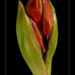 Hippeastrum