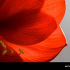 Hippeastrum