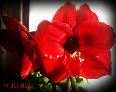 Hippeastrum