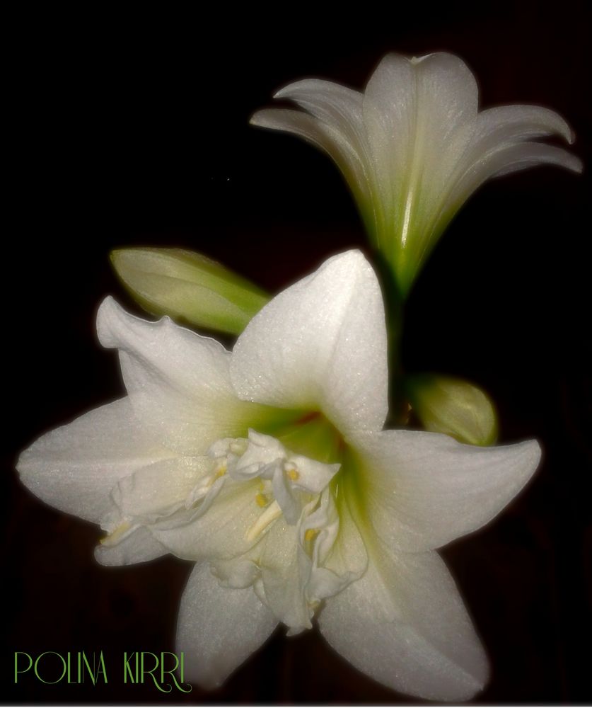 Hippeastrum