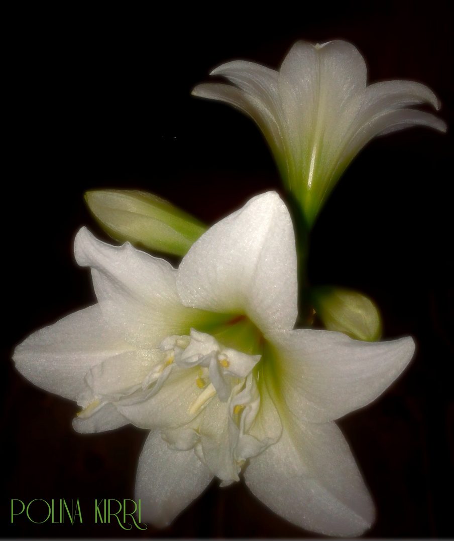 Hippeastrum