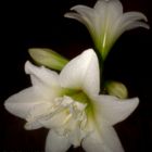 Hippeastrum