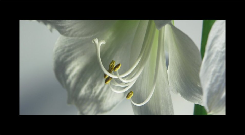 ~ Hippeastrum I~