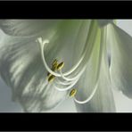 ~ Hippeastrum I~