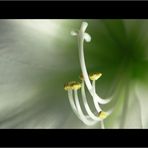 ~ Hippeastrum II ~