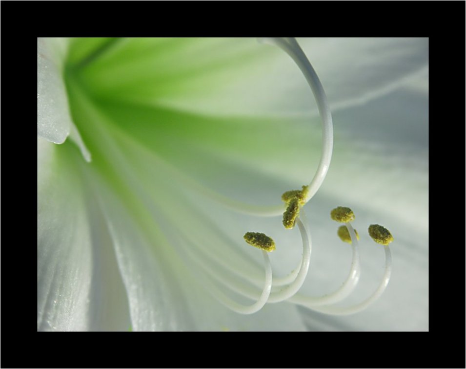 ~ Hippeastrum III ~