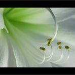 ~ Hippeastrum III ~