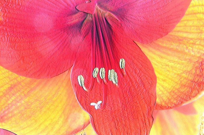 hippeastrum III