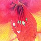 hippeastrum III