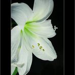 ~ Hippeastrum IV ~