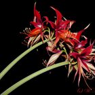 Hippeastrum La Pas unbearbeitet