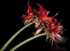 Hippeastrum La Pas unbearbeitet