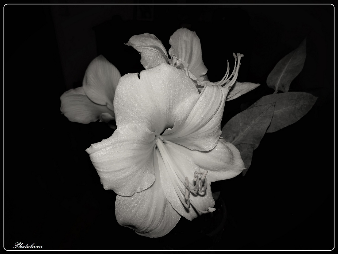 Hippeastrum  oder Ritterstern