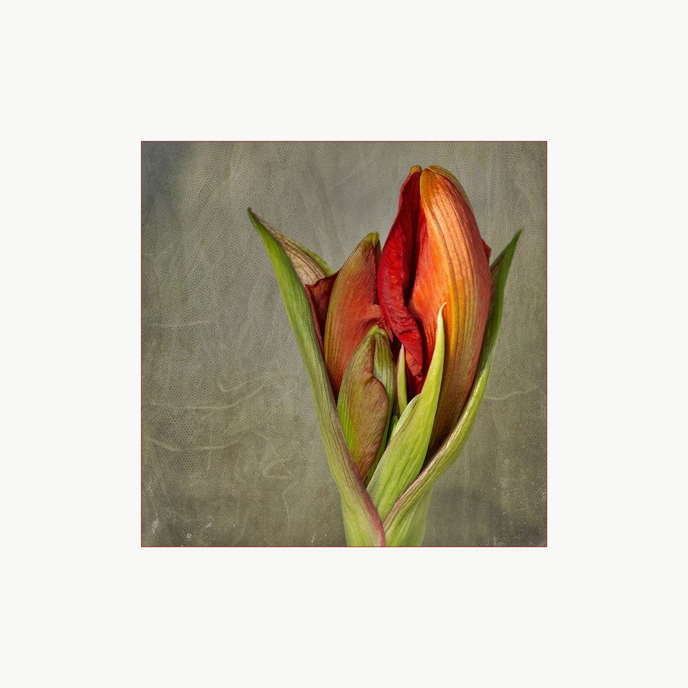 Hippeastrum - Ritterstern...