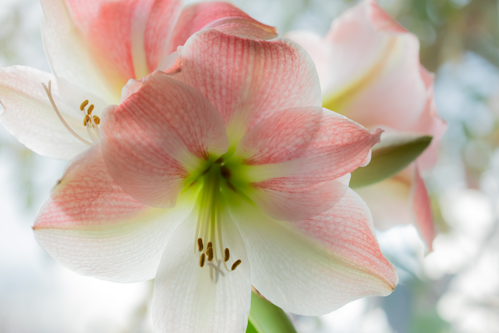 Hippeastrum -Ritterstern