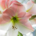 Hippeastrum -Ritterstern