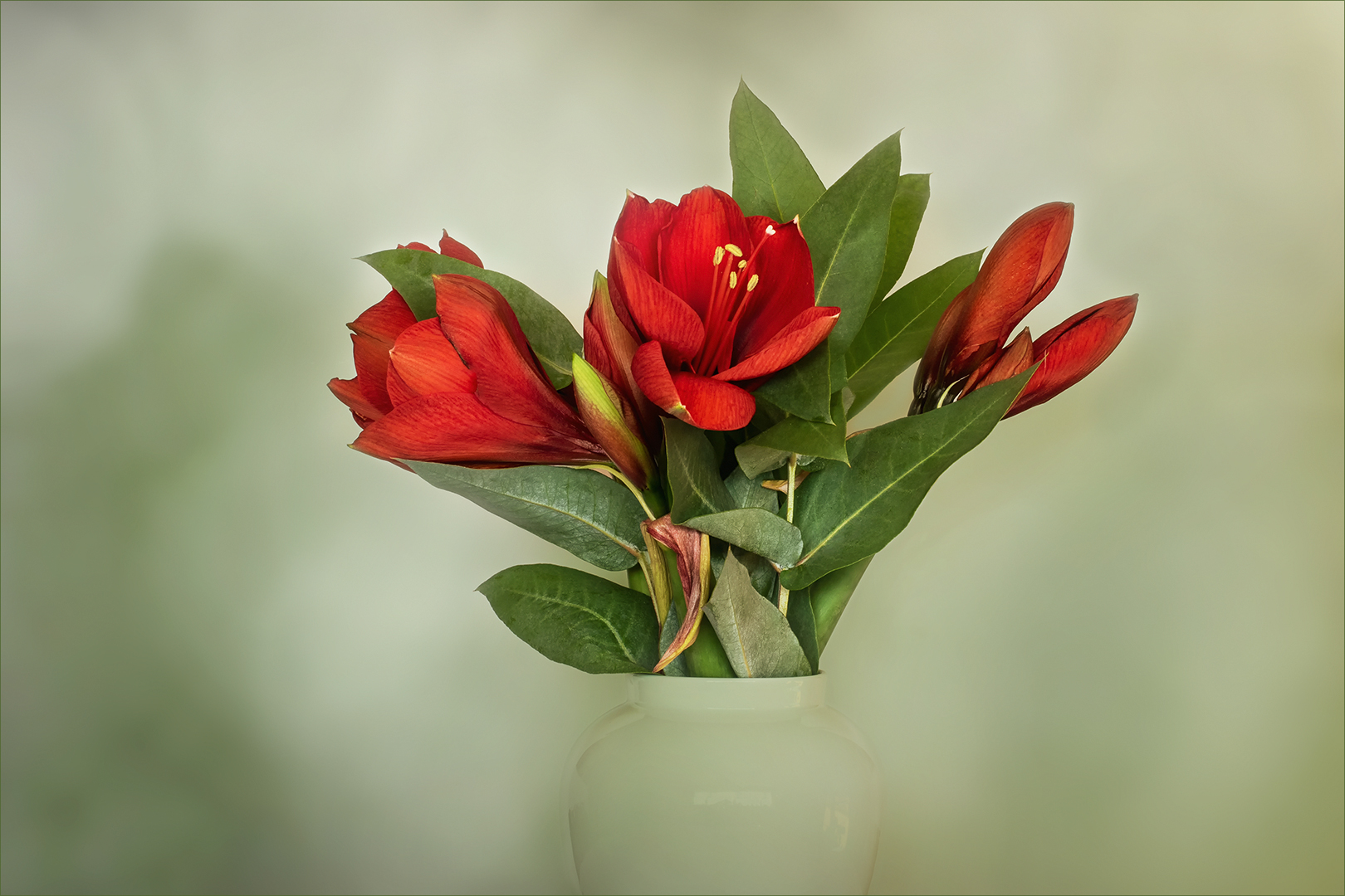 Hippeastrum - Ritterstern II.....