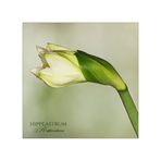 Hippeastrum - Ritterstern oder auch Amaryllis genannt...