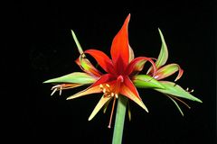 Hippeastrum Sumatra ???