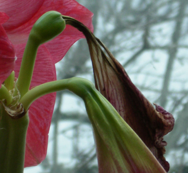 hippeastrum trio