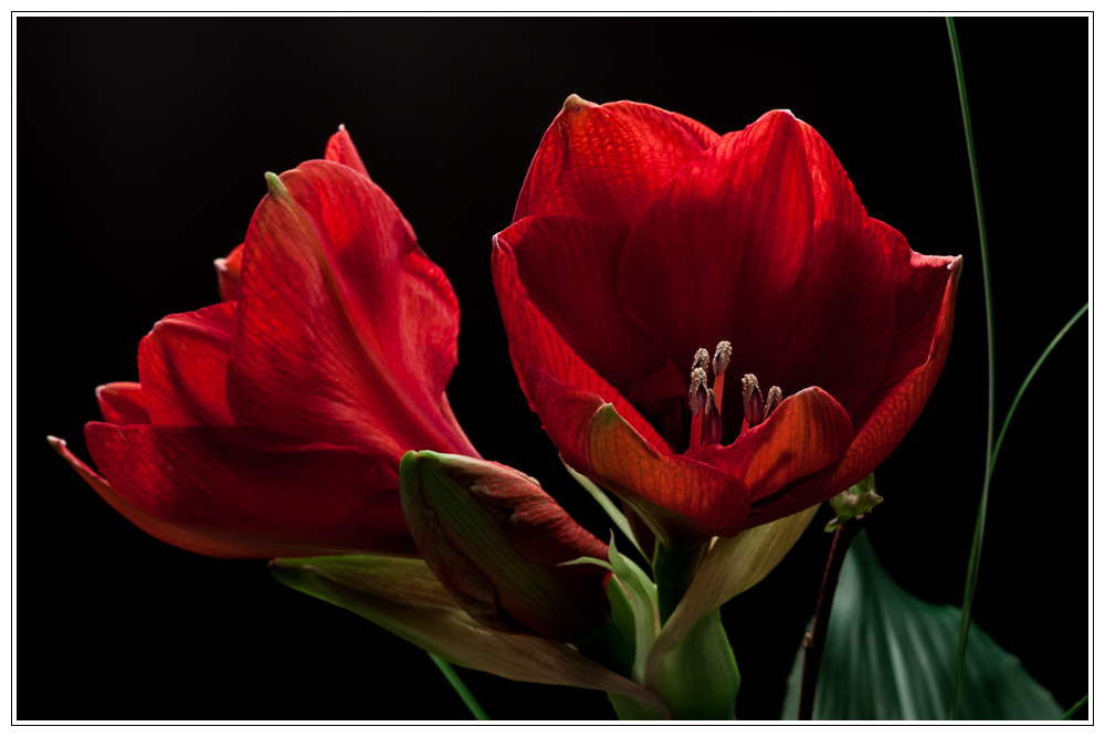 Hippeastrum vittatum