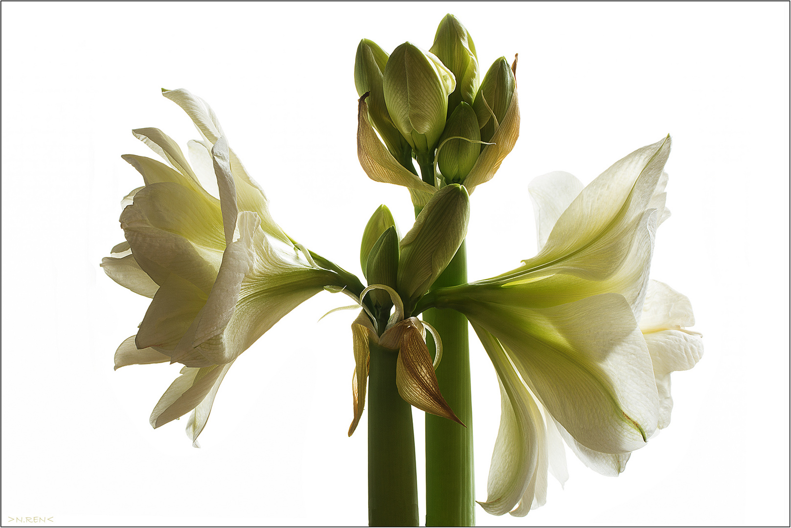 Hippeastrum weiß