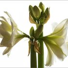 Hippeastrum weiß