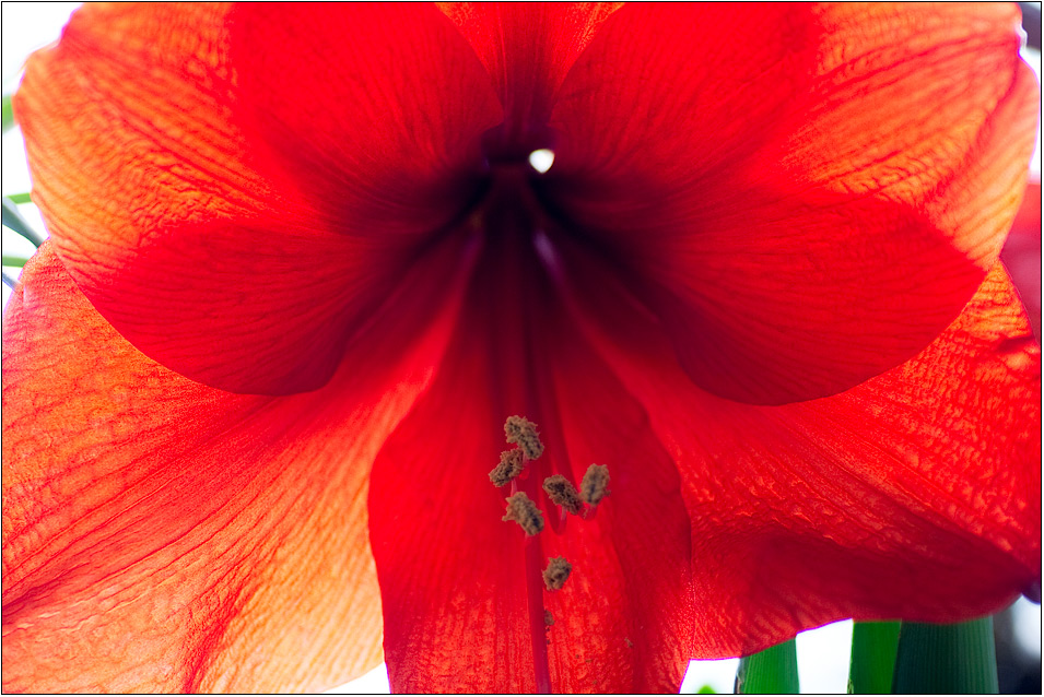 Hippeastrum zum Valentinstag