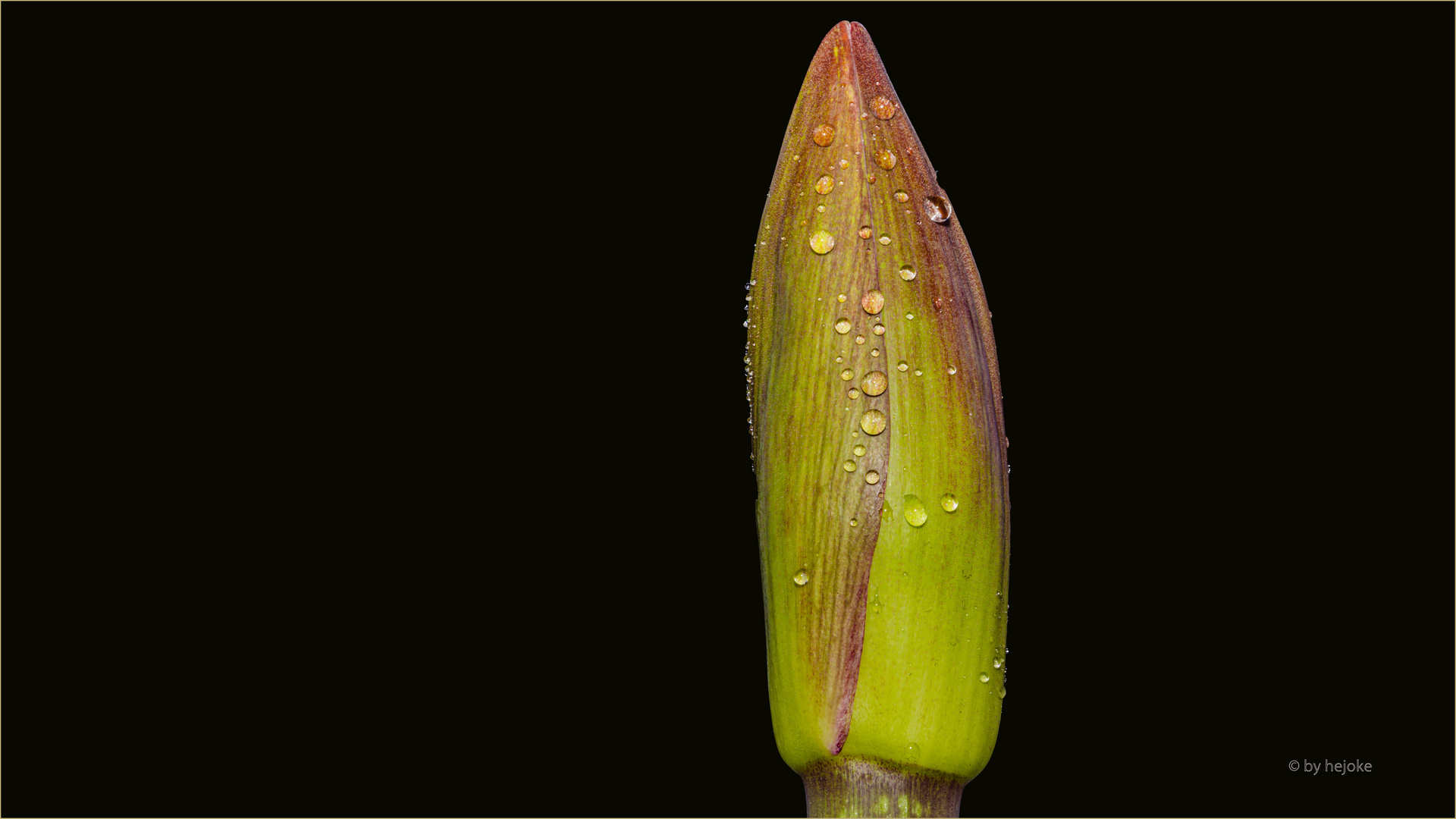 Hippeatrum oder_Amaryllis auch Rittrerstern genannt Blütenknospe (hoffe das sie noch aufgeht)