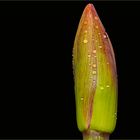 Hippeatrum oder_Amaryllis auch Rittrerstern genannt Blütenknospe (hoffe das sie noch aufgeht)