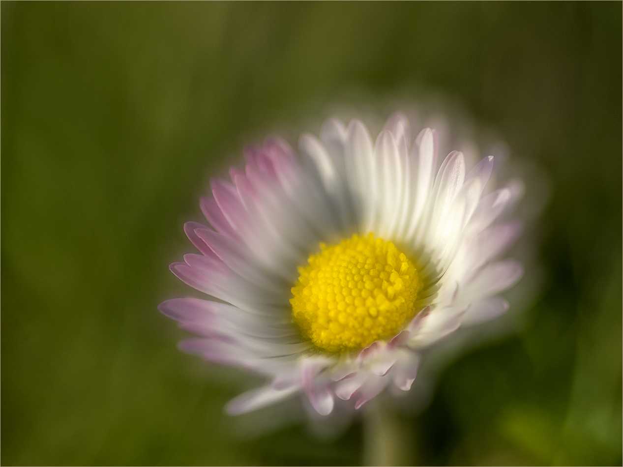 hippie flower