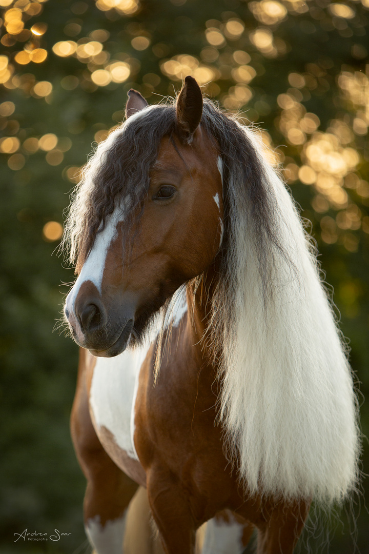 ... hippie horse ...