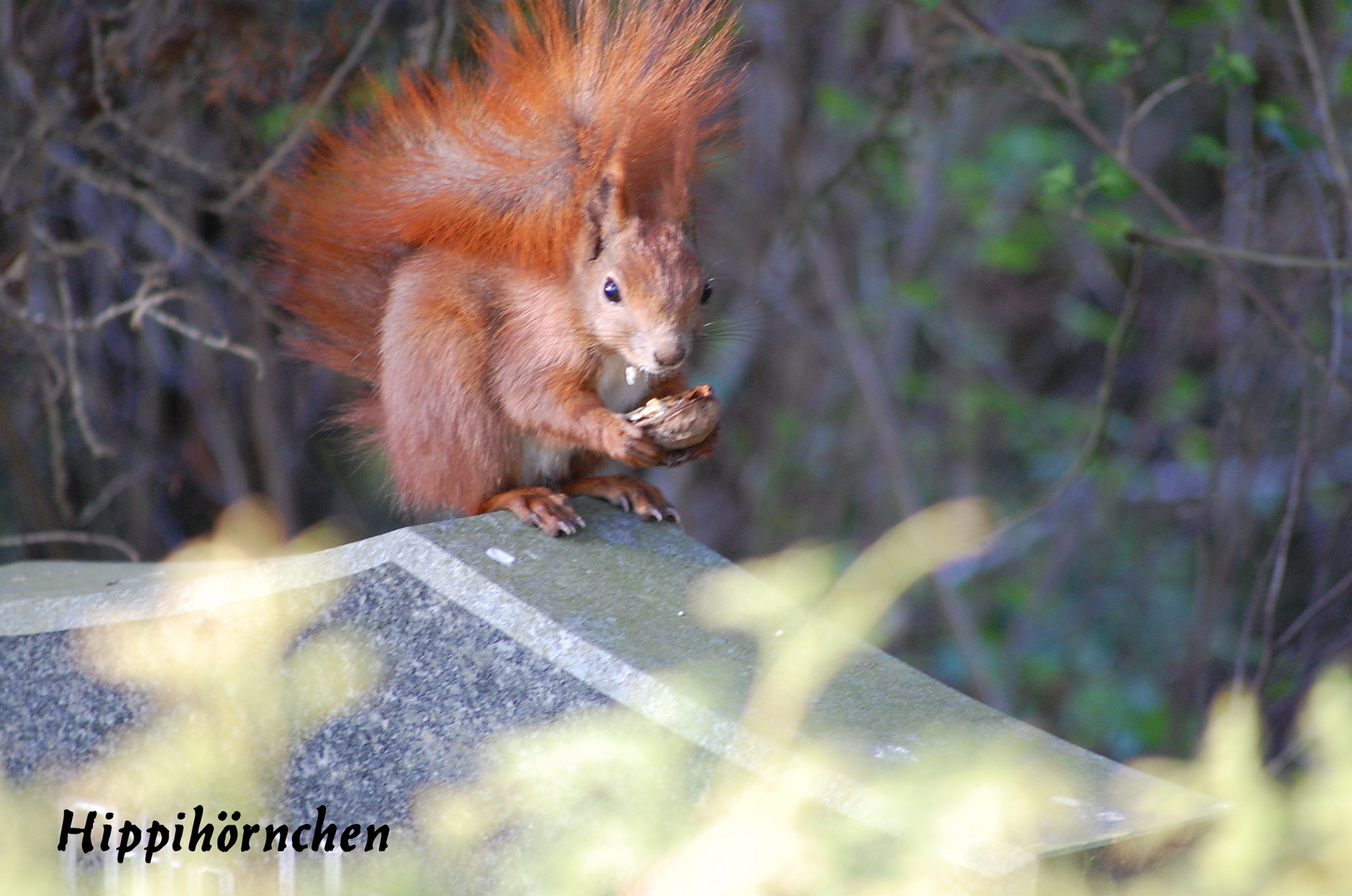 Hippiehörnchen