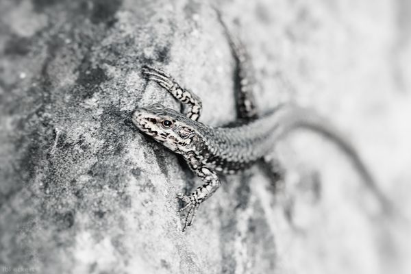 Hippnotischer Augenkontakt 