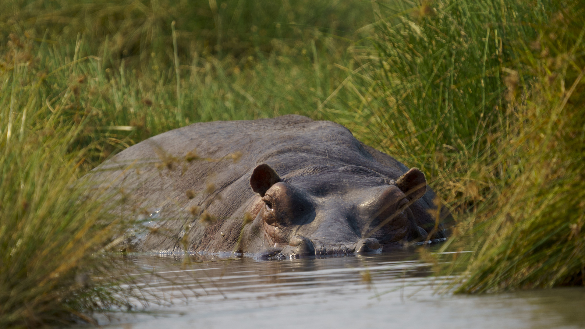 Hippo 01, 12.09.2019