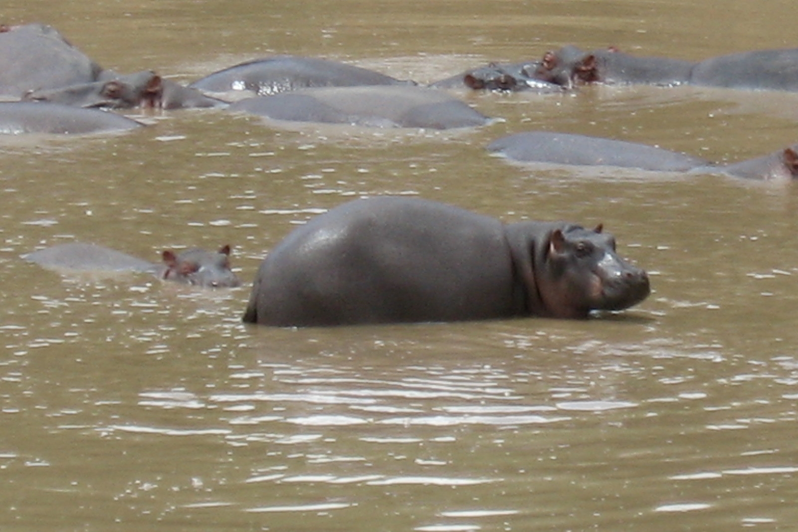 Hippo