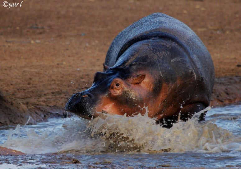 HIPPO