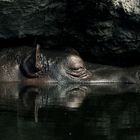 Hippo