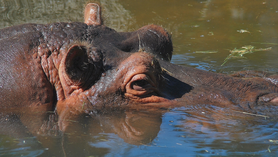 Hippo