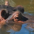 Hippo